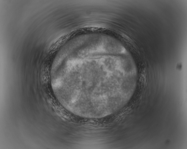 X0000115581014200912081021