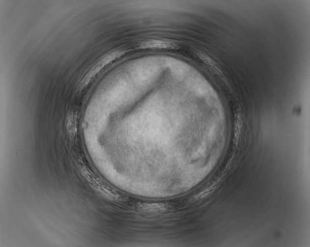 X0000115581017200912081021