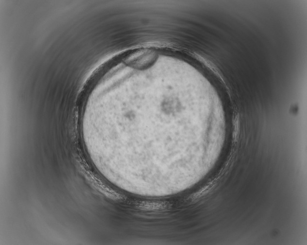 X0000115581021200912081021