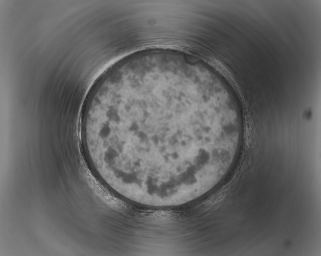 X0000115581028200912081021