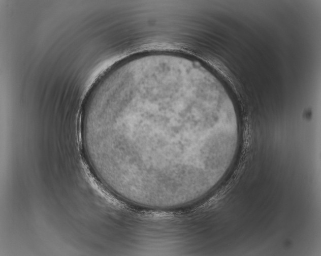 X0000115581030200912081021