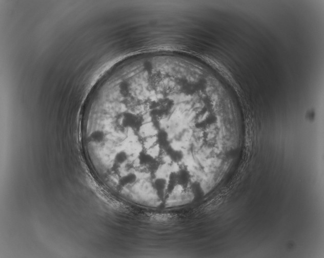 X0000115581031200912081021