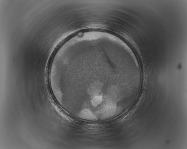 X0000115581037200912081021