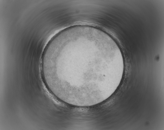 X0000115581040200912081021