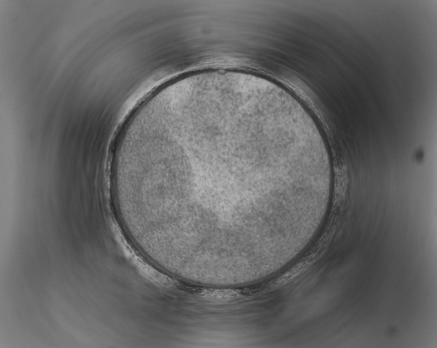 X0000115581046200912081021