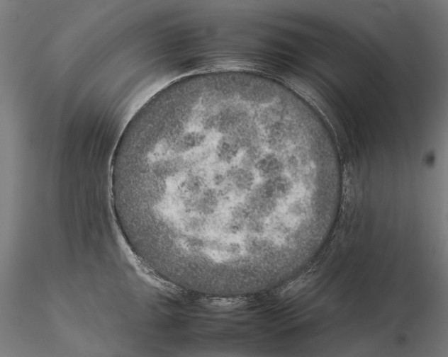 X0000115581047200912081021