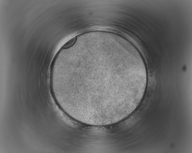 X0000115581050200912081021