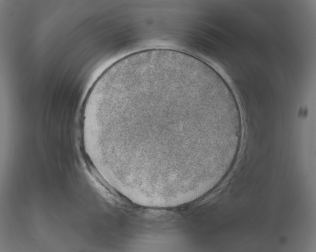 X0000115581056200912081021