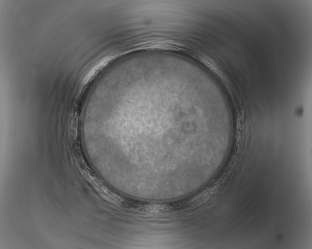 X0000115581067200912081020