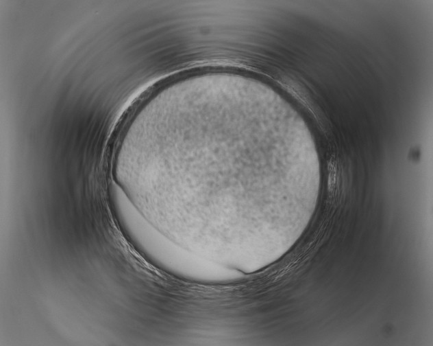 X0000115581068200912081020