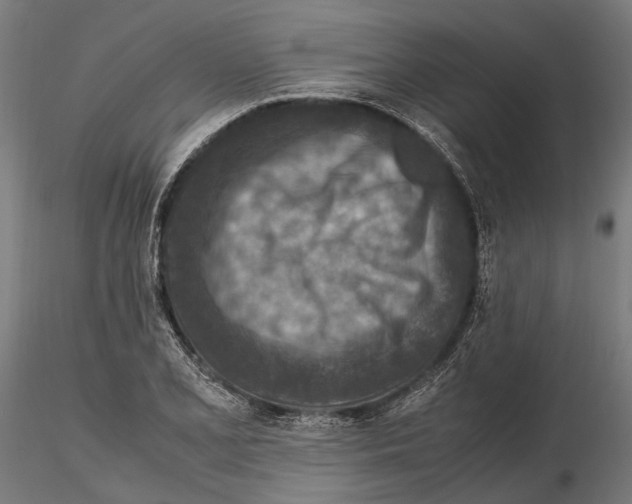 X0000115581077200912081020