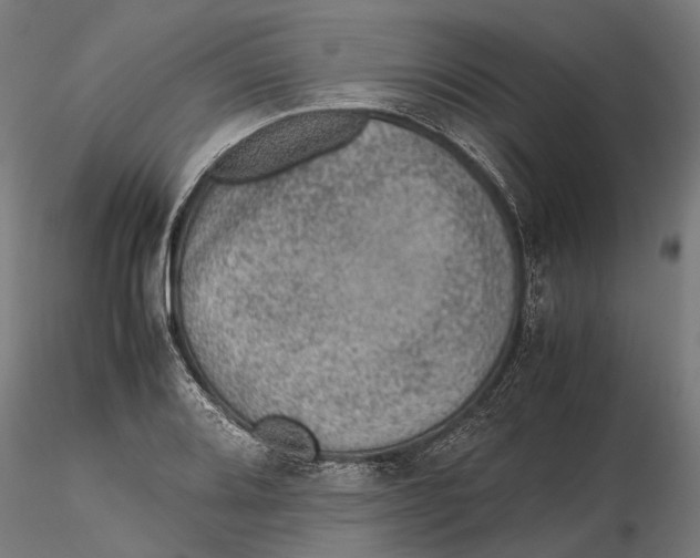 X0000115581080200912081020