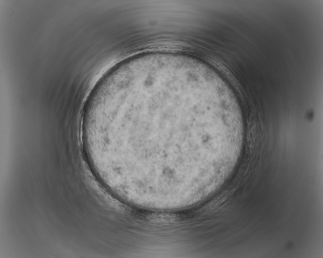 X0000115581083200912081020