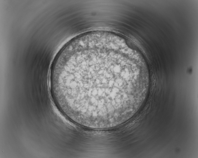 X0000115581084200912081020