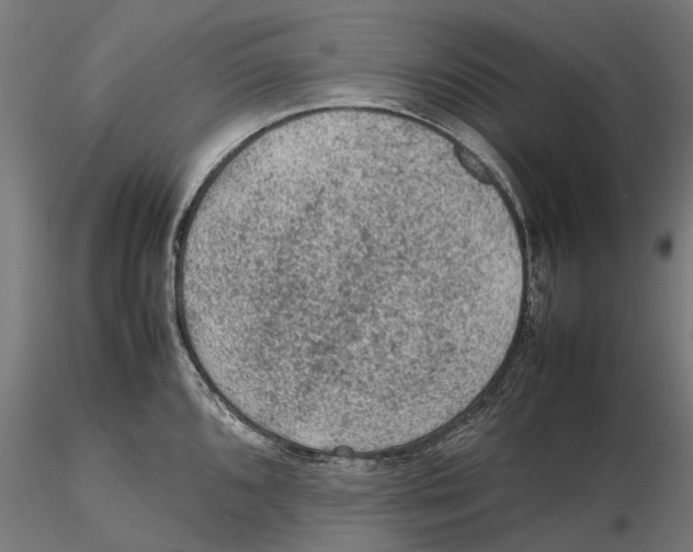 X0000115581096200912081020