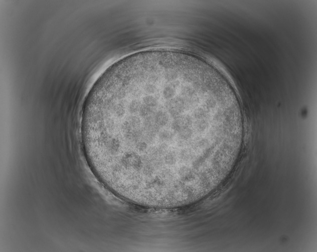 X0000115581099200912081020