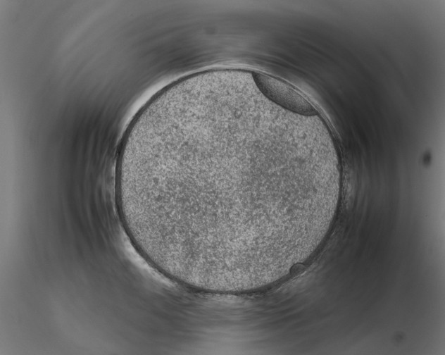 X0000115581100200912081020