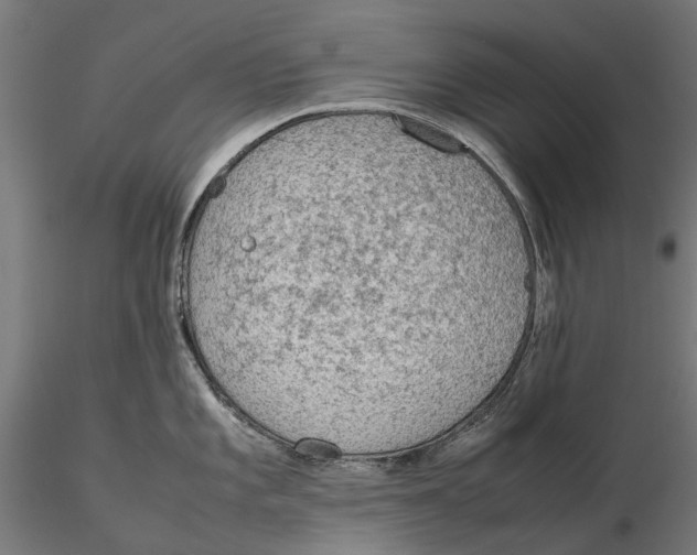 X0000115581101200912081020