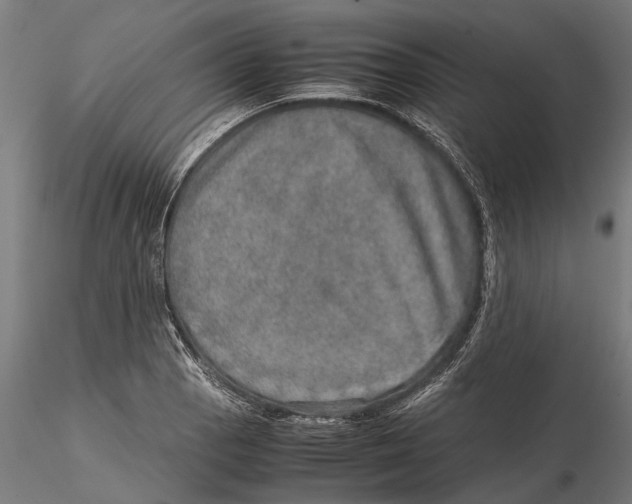 X0000115581129200912081020