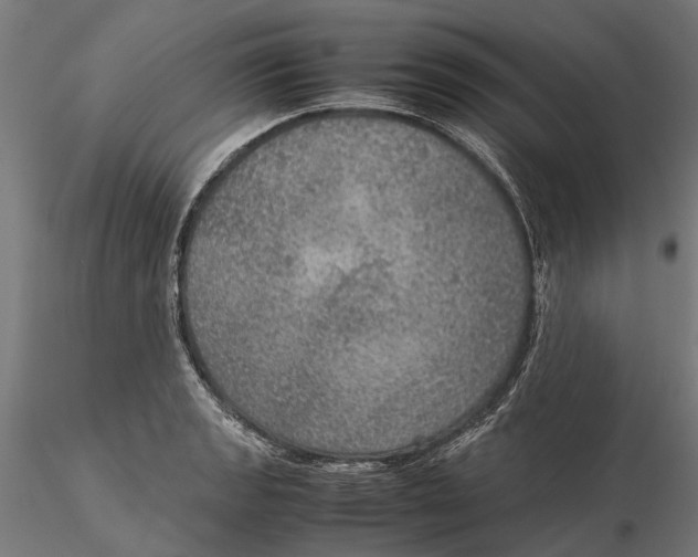 X0000115581133200912081020