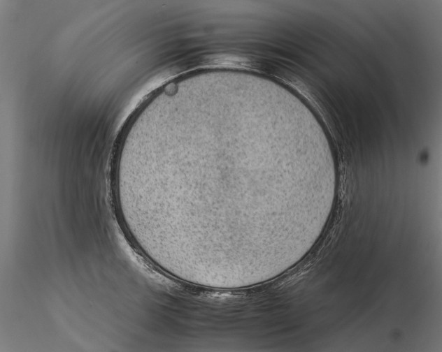 X0000115581139200912081020