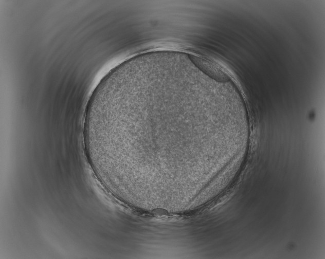 X0000115581146200912081020