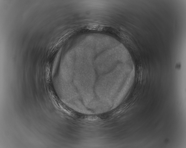 X0000115581154200912081019