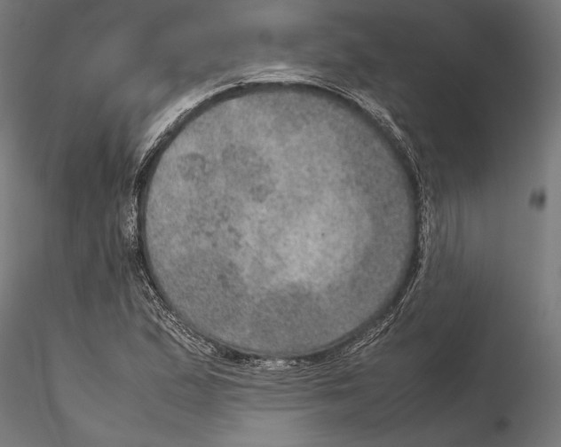 X0000115581167200912081019