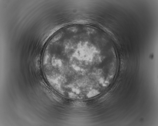 X0000115581170200912081019