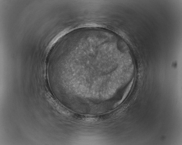 X0000115581173200912081019