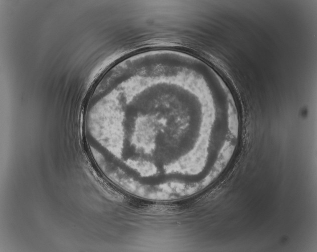 X0000115581179200912081019