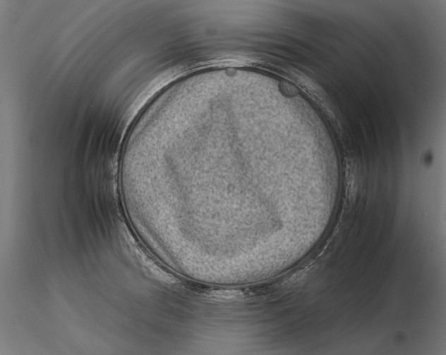 X0000115581186200912081019