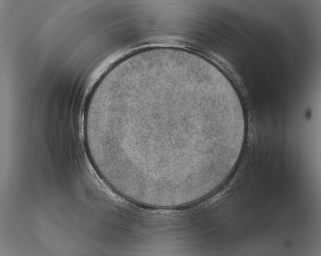 X0000115581188200912081019