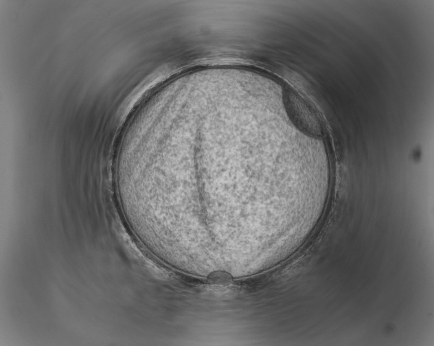 X0000115581189200912081019