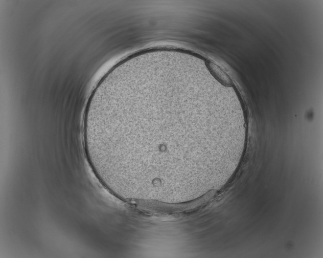 X0000115581199200912081018