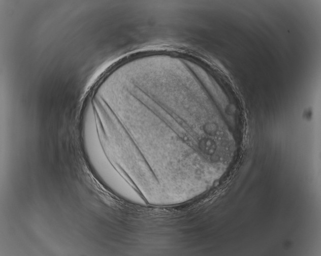 X0000115581216200912081018