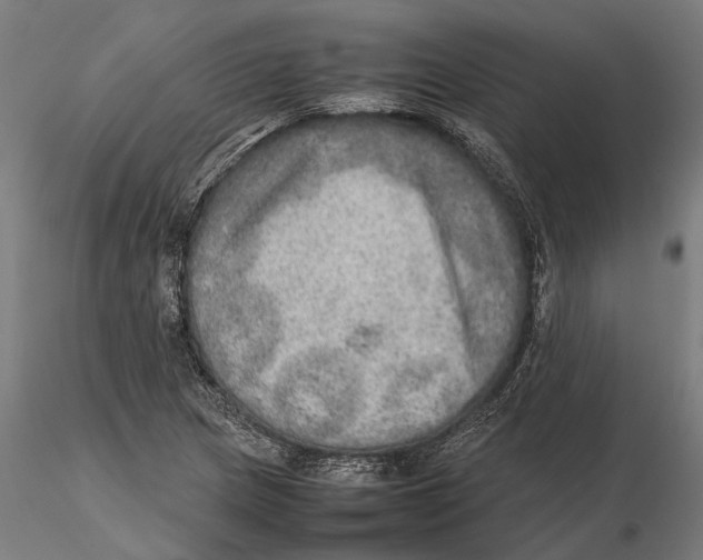 X0000115581217200912081018