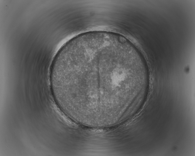 X0000115581230200912081018