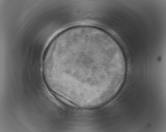 X0000115581232200912081018