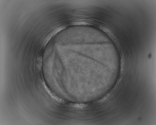 X0000115581233200912081018