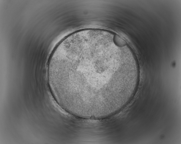 X0000115581238200912081018