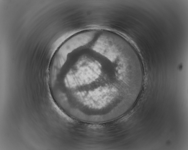 X0000115581239200912081018