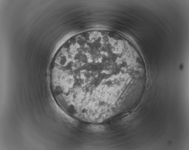 X0000115581243200912081018