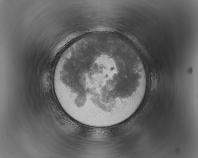 X0000115581266200912081017