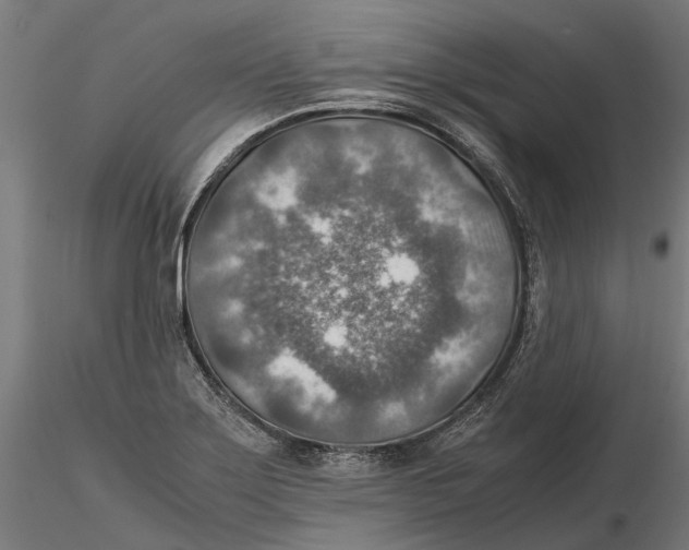 X0000115581275200912081017