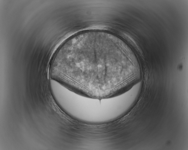 X0000115581276200912081017