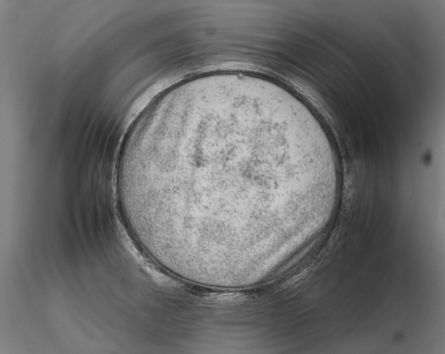 X0000115581282200912081017