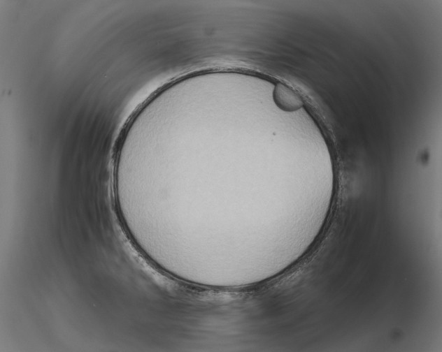 X0000115581286200912081017