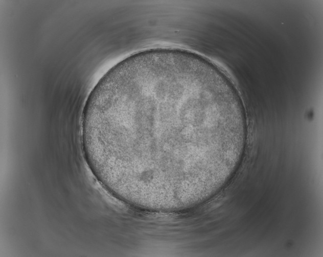 X0000115581287200912081017