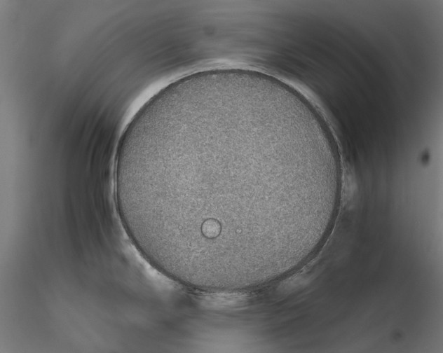 X0000115581294200912081017